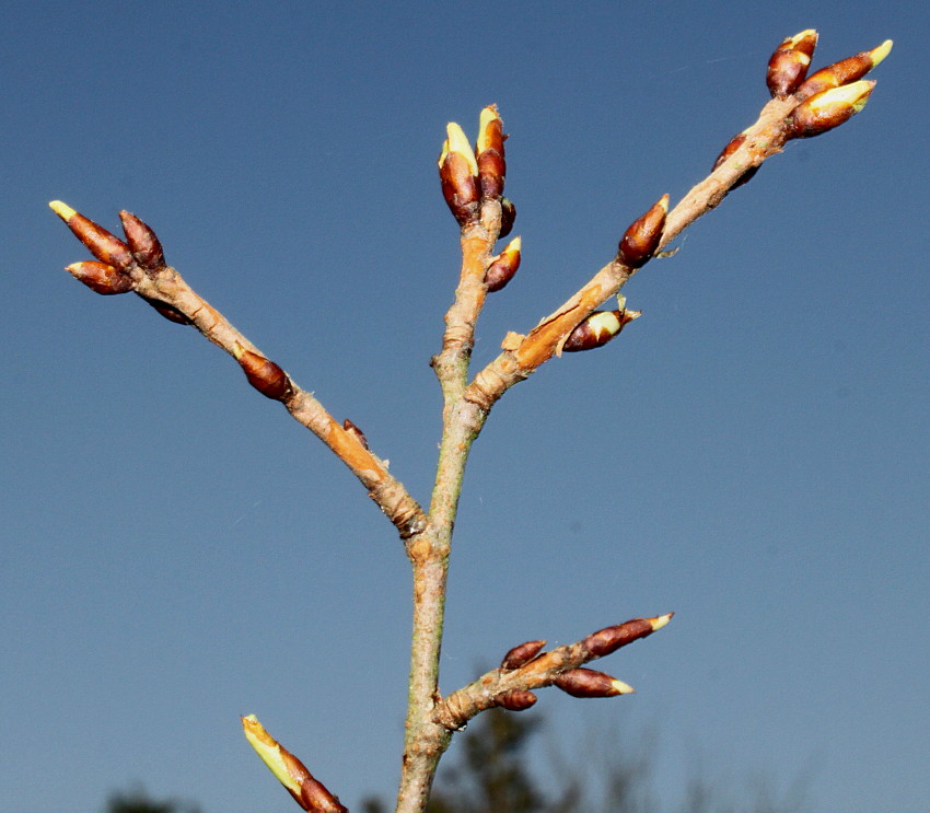Изображение особи Prunus serrula.