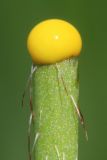 Papaver stevenianum