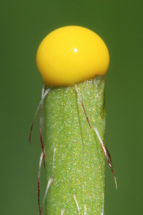 Image of Papaver stevenianum specimen.