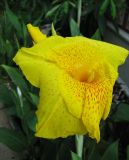 genus Canna. Цветок. Таиланд, провинция Краби, курорт Ао Нанг, цветник. 11.12.2013.