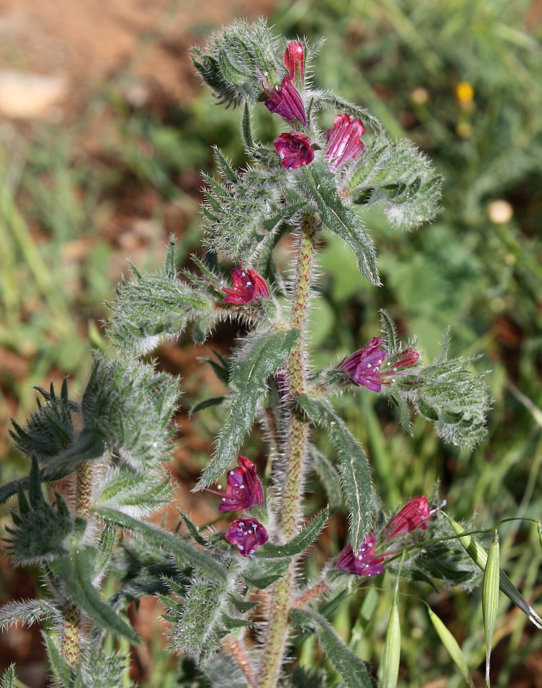 Изображение особи Echium angustifolium.