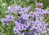 Limonium gmelinii