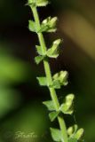 Scutellaria altissima. Часть соплодия. Молдова, Оргеевский р-н, с. Ватич, грабовый лес. 04.06.2014.