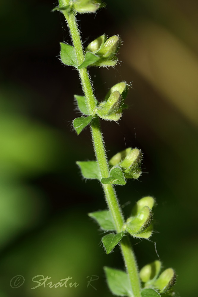 Image of Scutellaria altissima specimen.