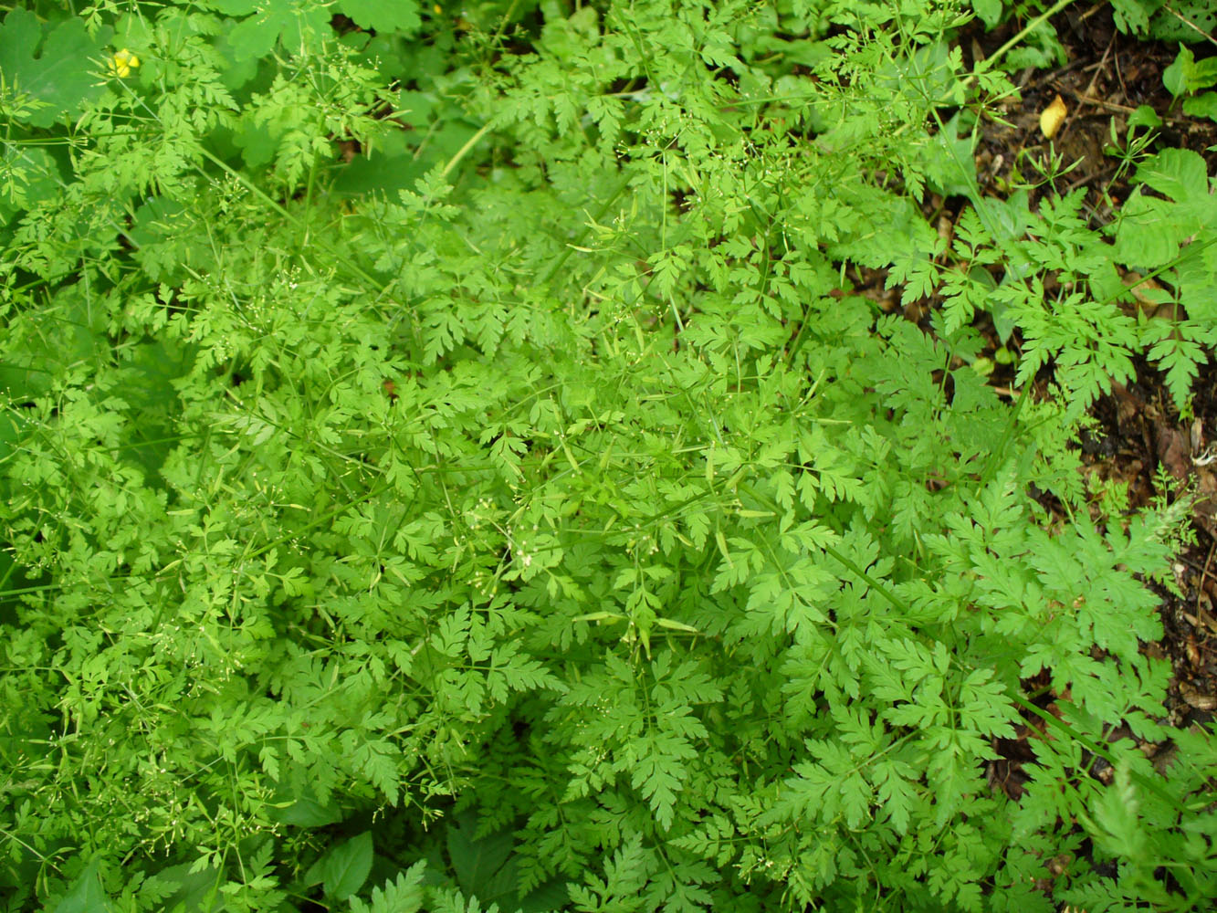 Image of Anthriscus cerefolium specimen.