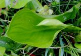 Calla palustris