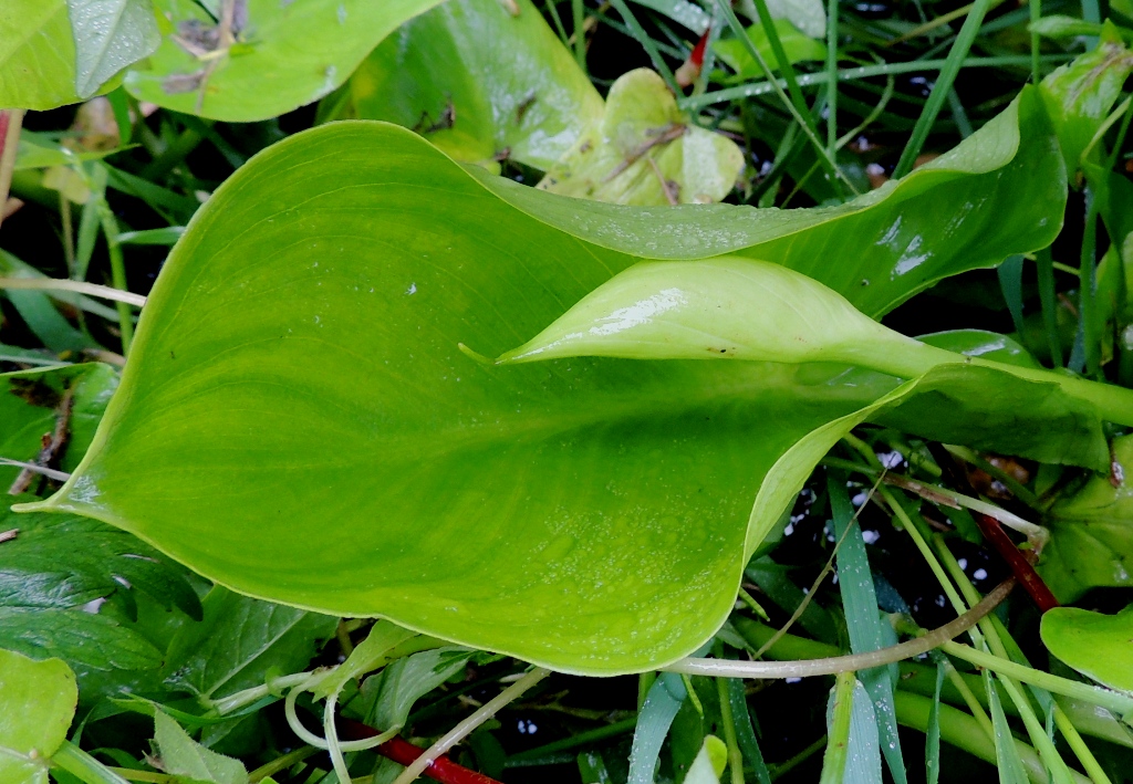 Изображение особи Calla palustris.