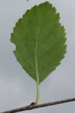 genus Betula. Лист (нижняя сторона). Германия, г. Дюссельдорф, Ботанический сад университета. 02.06.2014.