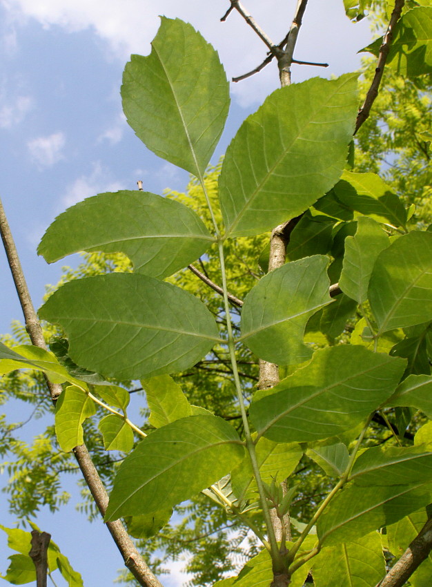 Изображение особи Fraxinus quadrangulata.