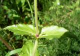 Myosoton aquaticum. Средняя часть побега. Ярославль, Петропавловский парк, берег ручья. 6 июля 2014 г.