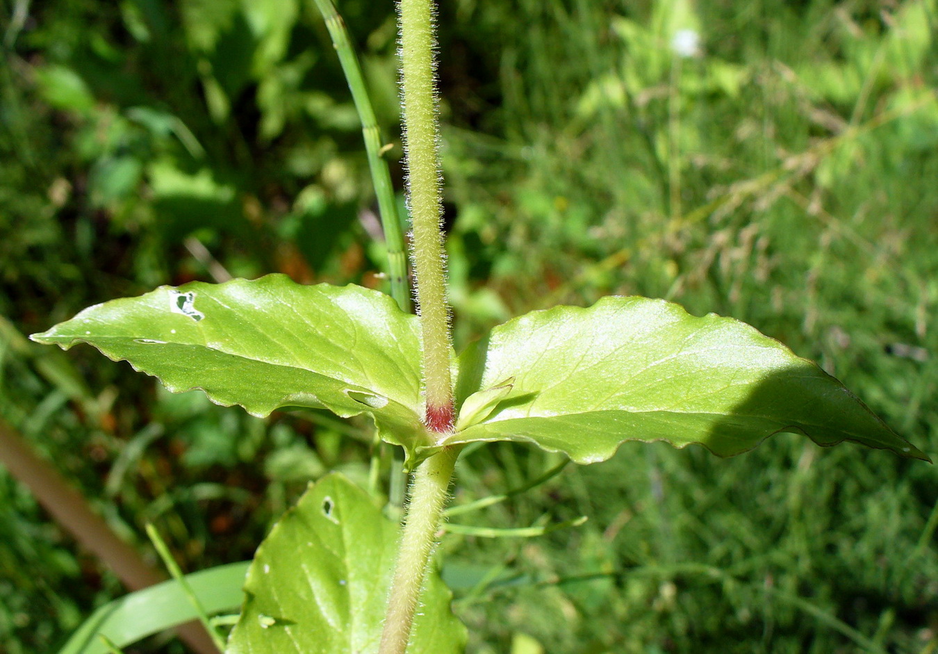 Image of Myosoton aquaticum specimen.