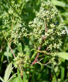 Thalictrum flavum