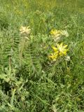 Astragalus dasyanthus