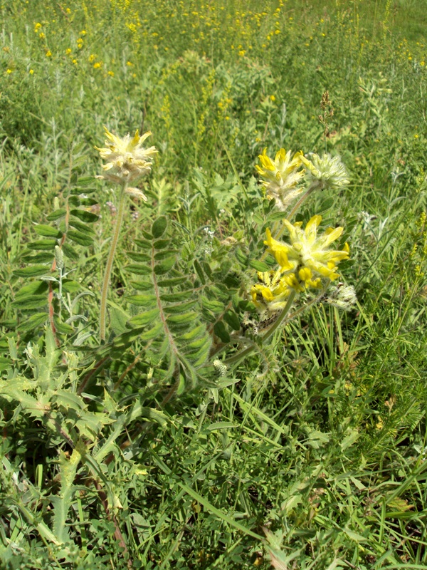 Изображение особи Astragalus dasyanthus.