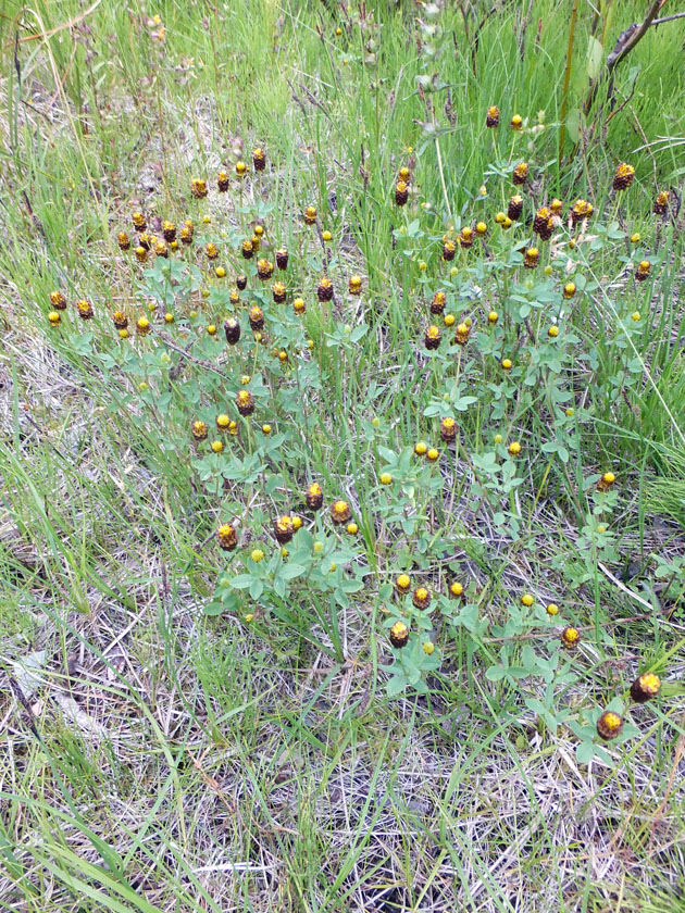 Image of Trifolium spadiceum specimen.