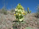 Eremostachys rotata. Цветущее растение. Казахстан, Алматинская обл., юго-зап. шлейфы Джунгарского Алатау, правая сторона каньона р. Или в окр. вдхр. Капчагай. 15 мая 2013 г.