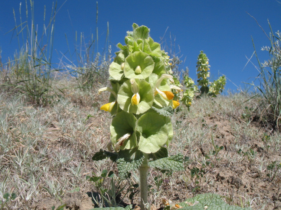 Изображение особи Eremostachys rotata.