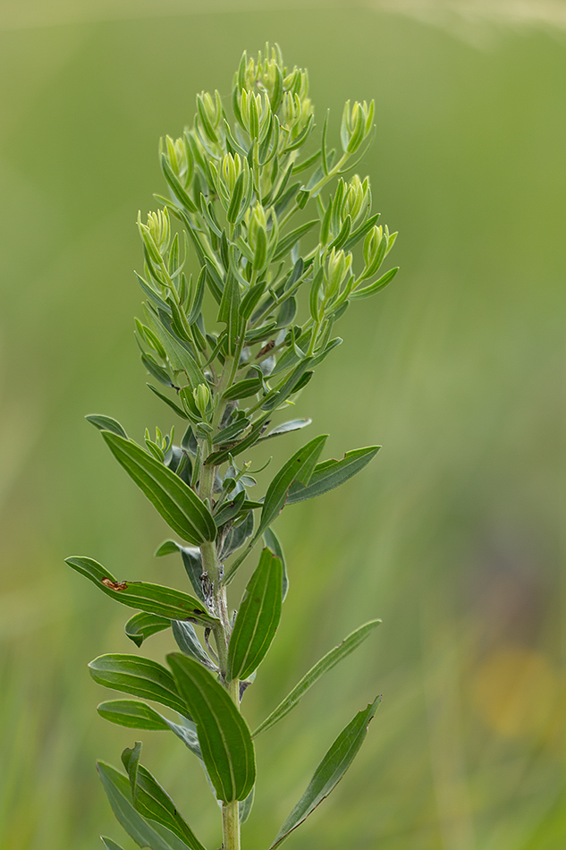 Image of Galatella dracunculoides specimen.