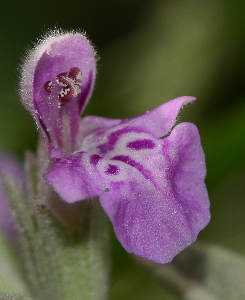 Image of Stachys aegyptiaca specimen.