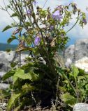 Campanula longistyla. Часть цветущего растения. Республика Абхазия, Новый Афон, вершина Иверской горы, на камнях. Август 2014 г.