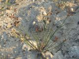Juncus articulatus. Плодоносящее (цветущее?) растение на берегу озера. Крым, Байдарская долина. 25 июля 2009 г.