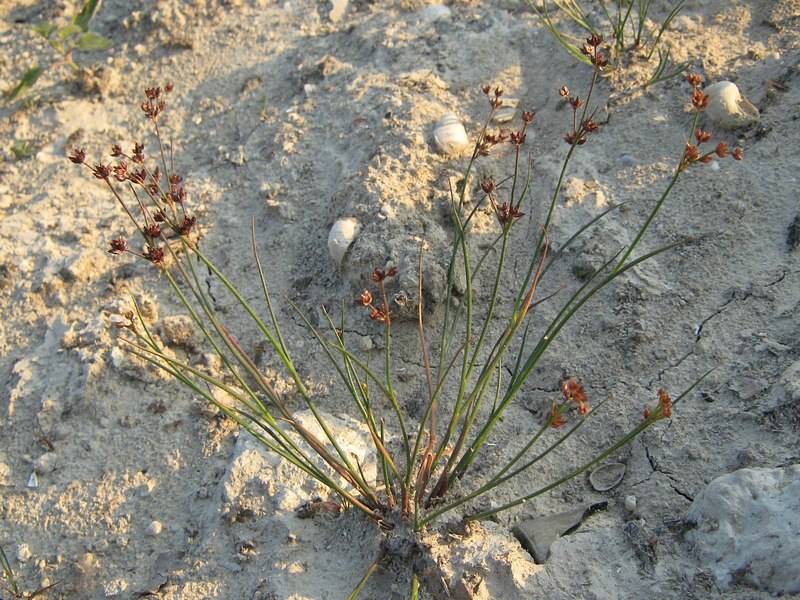 Image of Juncus articulatus specimen.