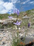 Campanula alberti