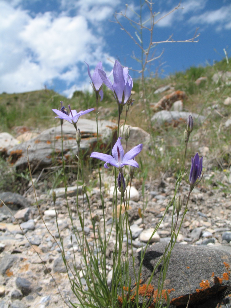 Изображение особи Campanula alberti.