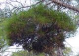 Pinus brutia. Часть кроны с аномальным морфогенезом («ведьмина метла»). Турция, пров. Анталья, р-н Кемер, окр. пос. Бельдиби, предгорья. 18.08.2014.