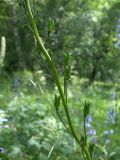 Delphinium flexuosum