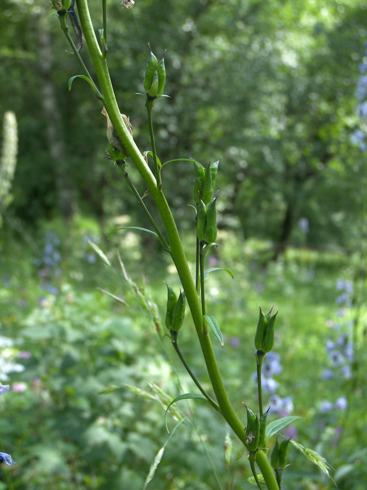 Image of Delphinium flexuosum specimen.