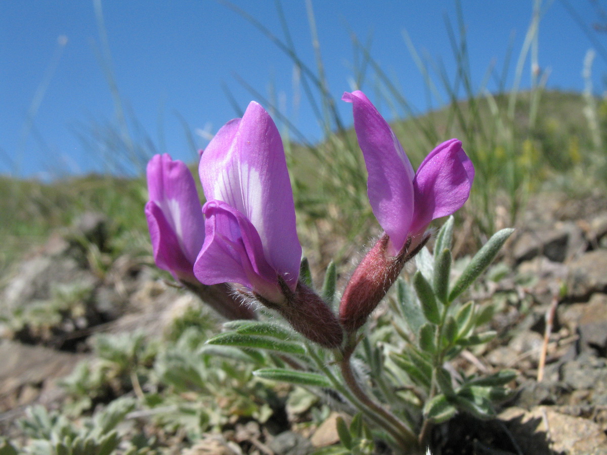 Изображение особи род Oxytropis.