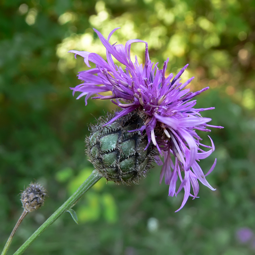 Image of Centaurea scabiosa specimen.