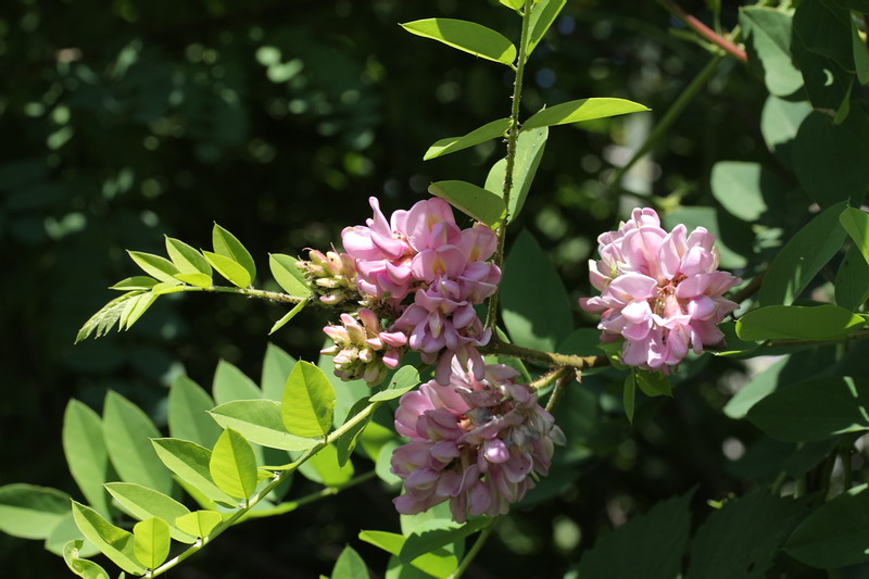 Image of Robinia viscosa specimen.