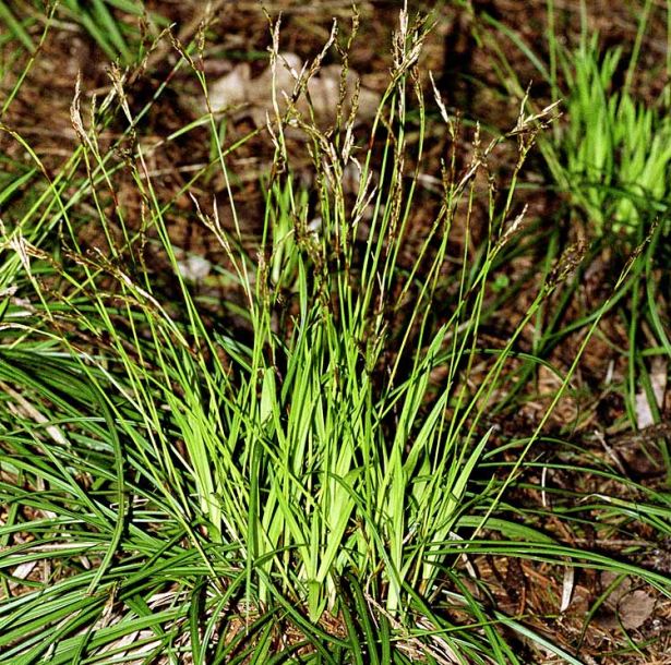 Image of Carex digitata specimen.