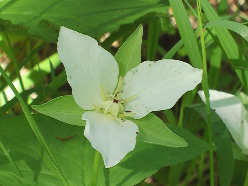 Image of Trillium camschatcense specimen.