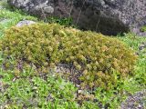 Ledum decumbens