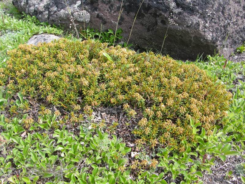 Изображение особи Ledum decumbens.