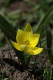 Tulipa dasystemon