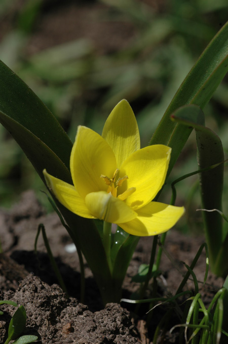 Изображение особи Tulipa dasystemon.