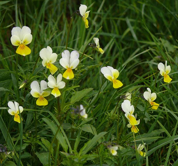 Изображение особи Viola tricolor.