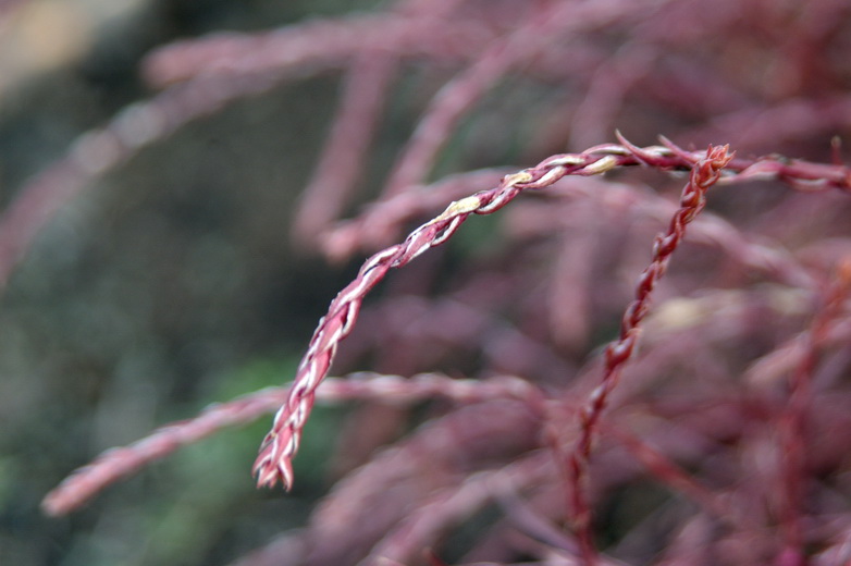 Изображение особи Corispermum declinatum.