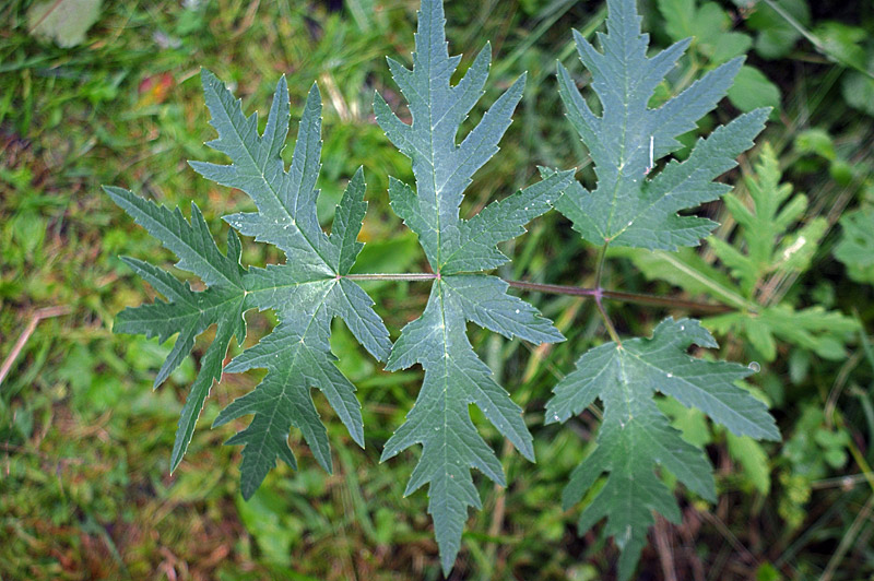 Изображение особи Heracleum sibiricum.