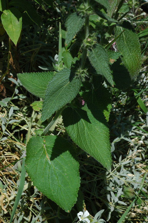 Изображение особи род Stachys.