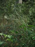 Symphyotrichum variety squamatum