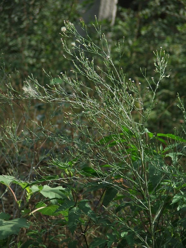 Image of Symphyotrichum subulatum var. squamatum specimen.