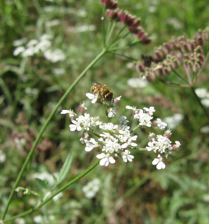 Image of Torilis arvensis specimen.