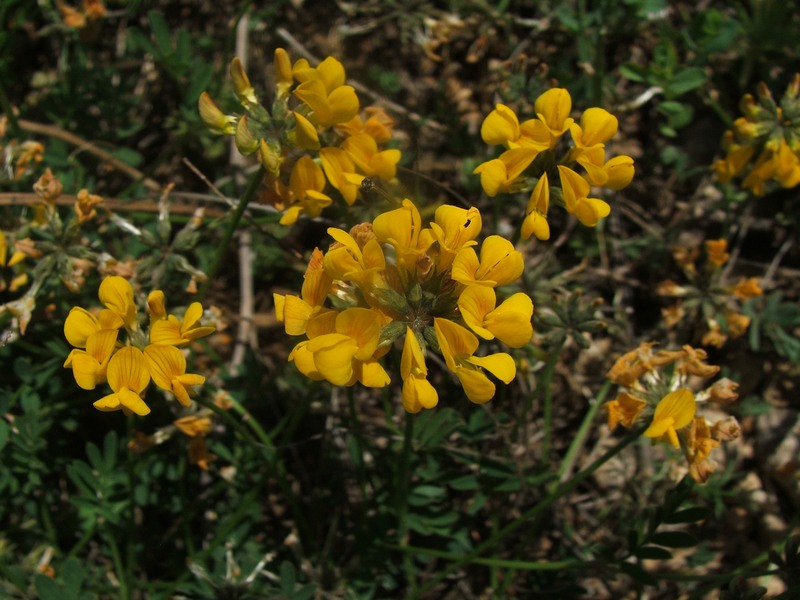 Image of Hippocrepis comosa specimen.