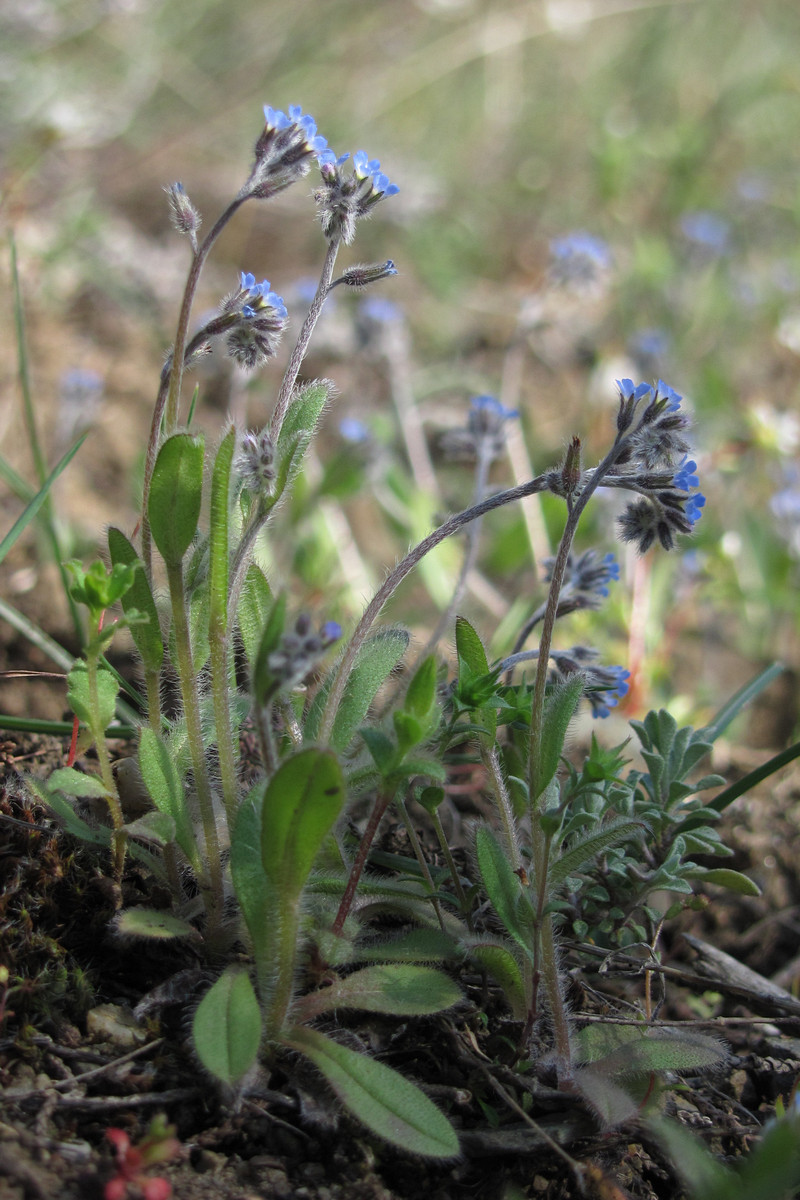 Изображение особи Myosotis ramosissima.