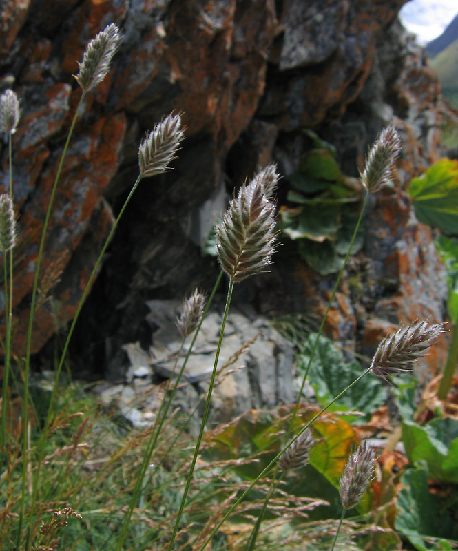 Image of Agropyron kazachstanicum specimen.